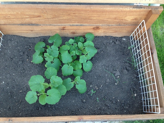 キエーロからかぼちゃの芽が出た