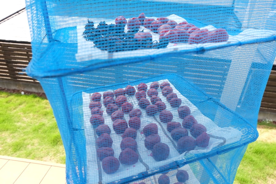 干しネットで梅の土用干し