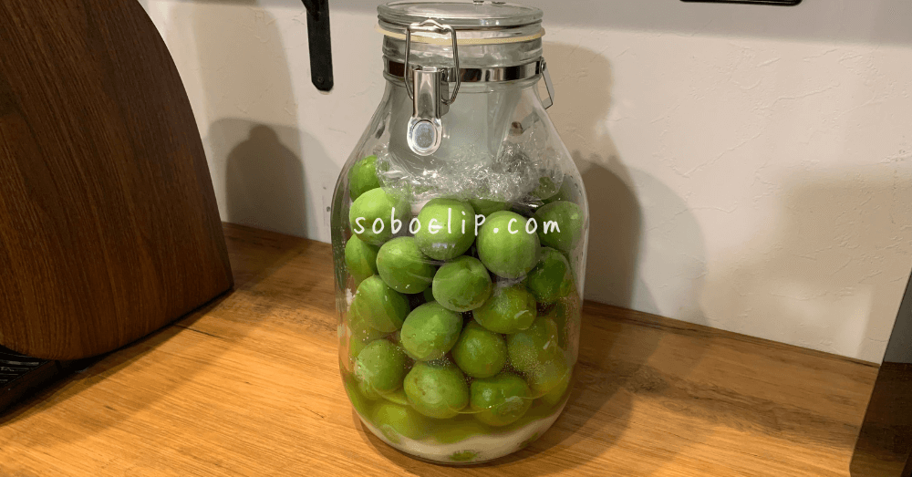 瓶の青梅をまんべんなく梅酢をまとわせる